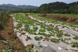 萬畝農田種養及加工產業基地落戶呂田鎮，推動優質農產品直通餐桌