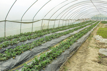 農產品種植基地 現代農業的基石與可持續發展之道