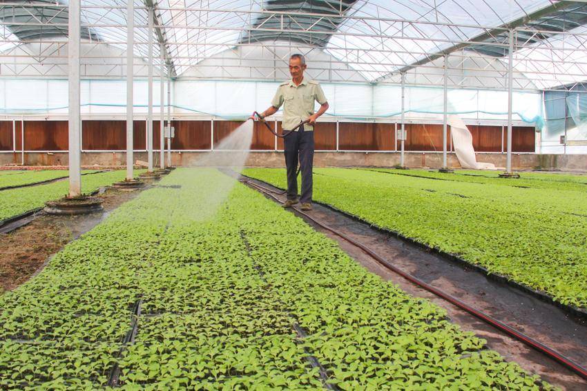 小菜苗“育”出大產業 水產養殖的綠色革命