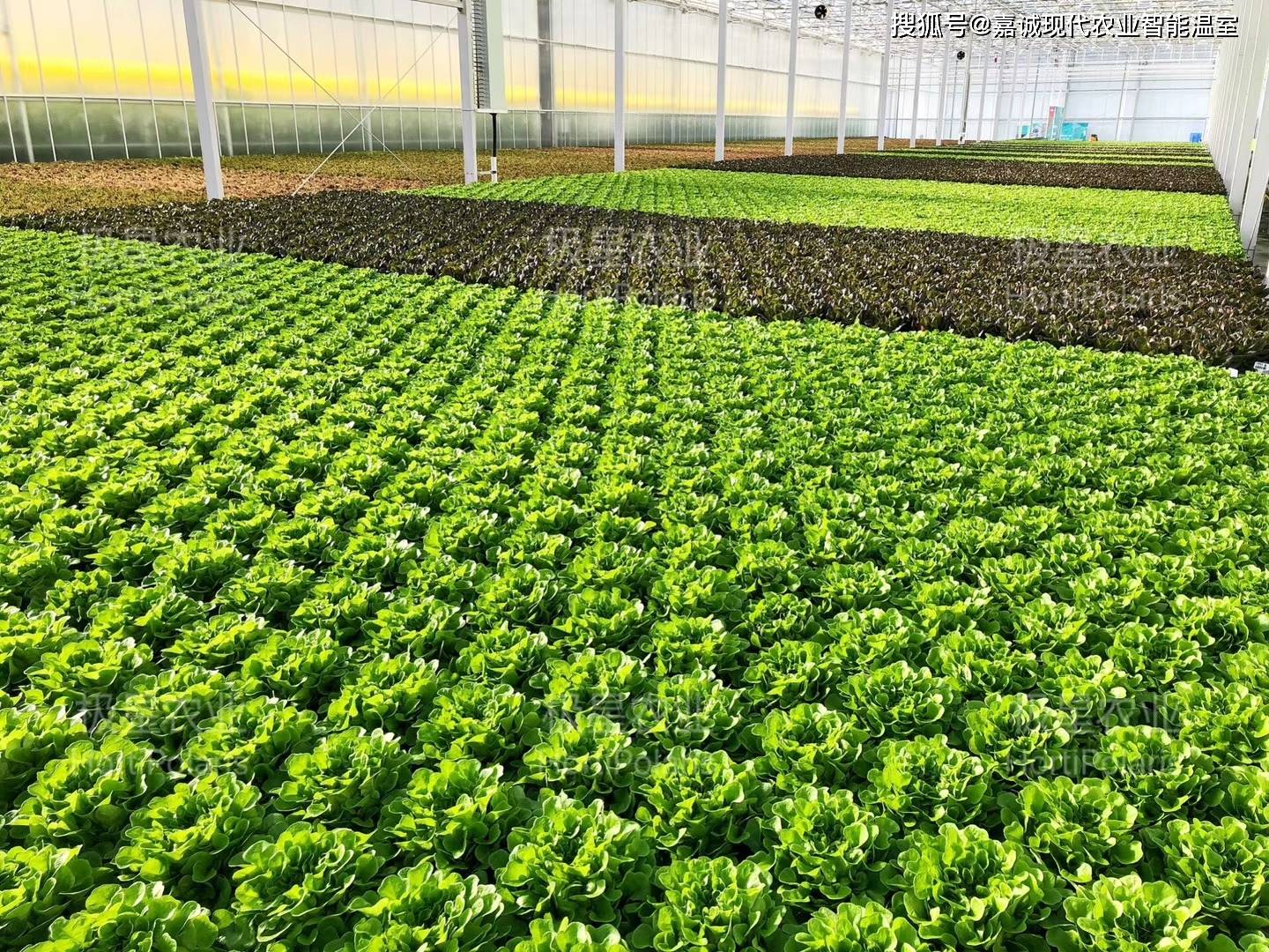 水培農業在溫室大棚應用中面臨的問題與挑戰