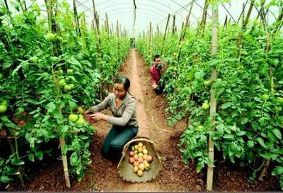 創意農業丨農產品銷售為何難？市場三大變革下的突圍之道