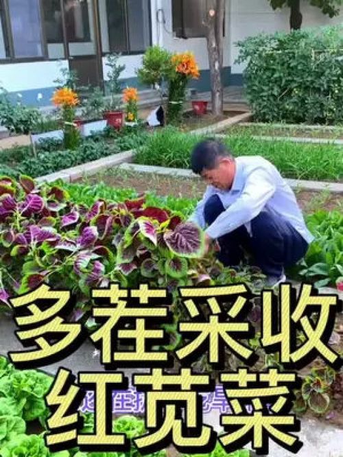 多茬采收的莧菜 優(yōu)質(zhì)農(nóng)產(chǎn)品種植正當(dāng)時(shí)，助力鄉(xiāng)村振興