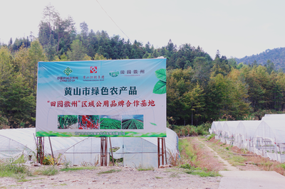 祁門縣 茶香滿山，特色農(nóng)業(yè)繪就鄉(xiāng)村振興新畫卷